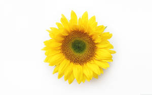 “a Sunflower In Full Bloom Radiates Sunshine.” Wallpaper