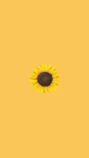A Sunflower On A Yellow Background Wallpaper