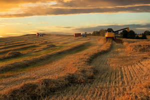 A Sunny Day At The Farm Wallpaper