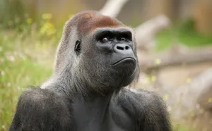 A Sweet And Friendly Baby Gorilla Looking Curiously At The Camera Wallpaper
