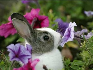 A Sweet Bunny Sniffs The Alluring Scent Of Wildflowers. Wallpaper