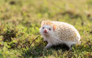 A Sweet Little Hedgehog Giving A Gentle Hug. Wallpaper