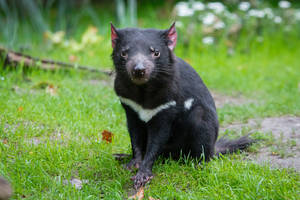 A Tasmanian Devil Lurks In The Grass. Wallpaper