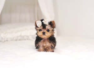 A Teacup Yorkie Near A Pillow, Looking For Someone To Play With Wallpaper