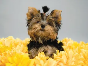 A Teacup Yorkie Pup Enjoying A Fun Day Outdoors Wallpaper