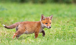 A Tiny Fox Cub Enjoying The Outdoors Wallpaper