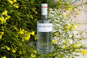 A Toast To Nature With The Botanist Islay Dry Gin And Blooming Winter Jasmine Wallpaper