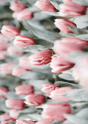 A Tranquil Ensemble Of Icy Red Tulips Wallpaper