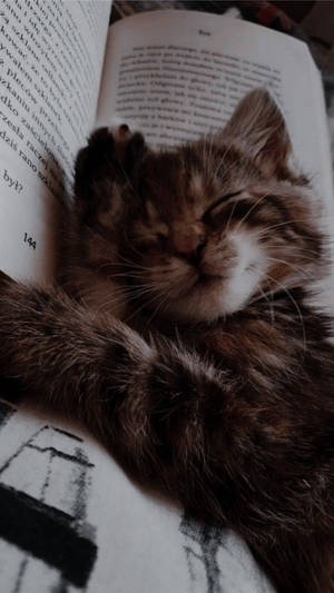 A Tranquil Moment - Cute Cat Aesthetically Sleeping On A Book Wallpaper