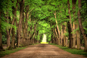 A Tranquil Path Under A Natural Tree Tunnel Wallpaper