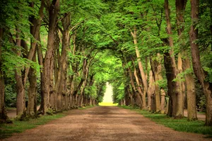 A Tranquil Path Under A Natural Tree Tunnel Wallpaper