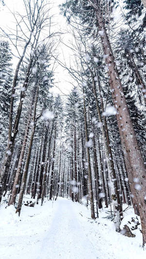 A Tranquil Winter Forest Scene On A Phone Cover Wallpaper