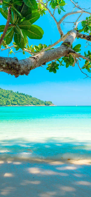 A Tree Is On The Beach With Blue Water Wallpaper