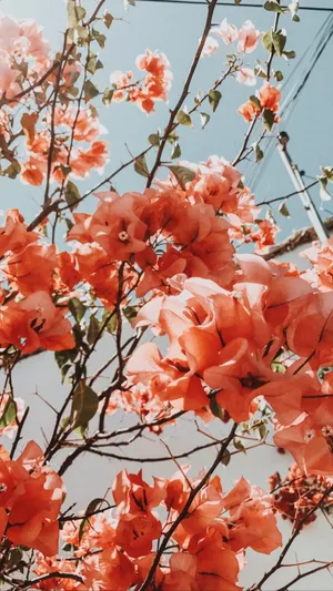A Tree With Orange Flowers In The Background Wallpaper