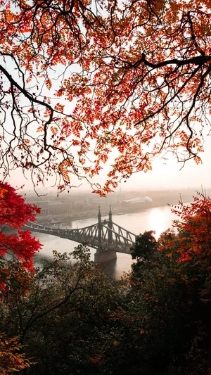 A Tree With Red Leaves Wallpaper
