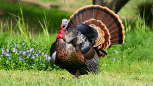 A Turkey Is Walking In The Grass Near Some Flowers Wallpaper