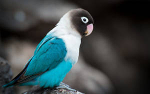 A Unique White And Blue Bird Enjoying The Morning Birdsong Wallpaper