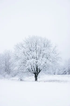 A Vast White Tree In A Majestic Clearing Wallpaper