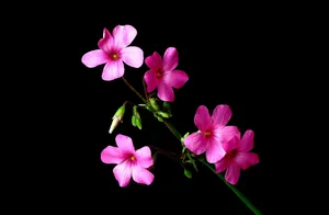 A Vibrant And Beautiful Combination Of Black And Pink Floral Wallpaper