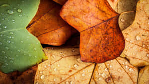A Vibrant Autumn Landscape In 4k Wallpaper
