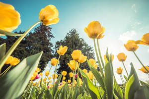 A Vibrant Display Of Bright Yellow Flowers In A Beautiful Garden Wallpaper