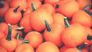 A Vibrant Display Of Orange Pumpkins Wallpaper