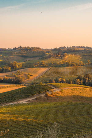 A Vibrant Expanse Of A Vegetable Farm Wallpaper