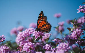 A Vibrant Monarch Butterfly Resting On A Flower Wallpaper