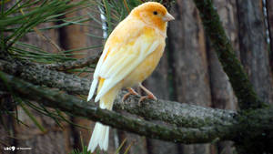 A Vibrant Orange Canary Perched On A Branch Wallpaper