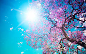 A Vibrant Sakura Tree With A Glowing Sun Wallpaper