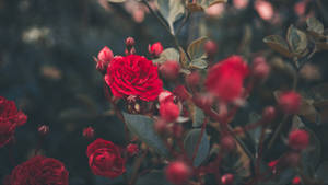 A Vibrant Still Life Of Yellow And Pink Roses On A Textured Wooden Background. Wallpaper