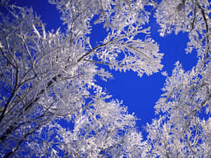 A View Looking Up Winter Wonderland Desktop Wallpaper