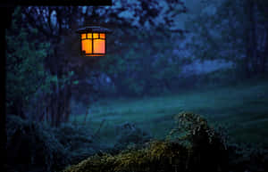A View Of A Dark Mysterious Night Forest. Wallpaper