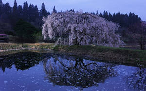 A View Of A Tranquil River Surrounded By Majestic Woodlands. Wallpaper