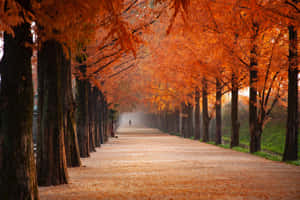 A View Of Beautiful Fall Foliage In The Countryside Wallpaper