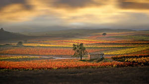 A Vineyard Field With Trees And A House Wallpaper