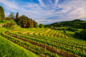 A Vineyard Terrace Wallpaper