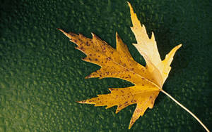 A Vivid Yellow Maple Leaf Ready To Be Admired Wallpaper