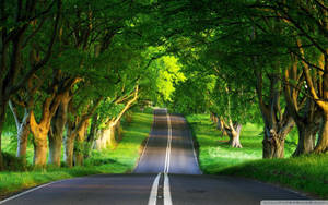 “a Warm Road Through The Trees On A Stunning Summer Day” Wallpaper