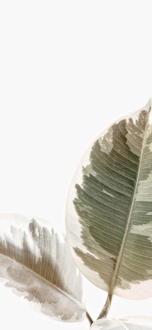 A White Background With Leaves On It Wallpaper