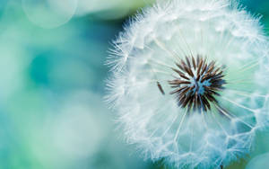 A White Dandelion In Summertime Wallpaper