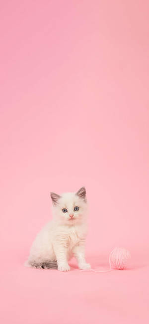 A White Kitten Sitting On A Pink Background Wallpaper