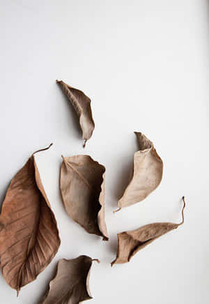 A White Table With Leaves On It Wallpaper