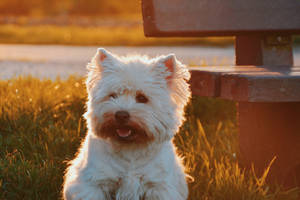 A White Westie Lounge In The Colorful Sunset Wallpaper