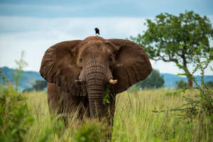 A Wild Elephant With A Crow In The Serengeti Wallpaper