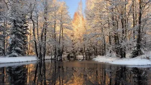 A Winter Wonderland In The Forest Wallpaper