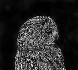 A Wise Black And White Owl, Staring Into The Distance. Wallpaper