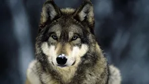 A Wolf's Glance Wallpaper