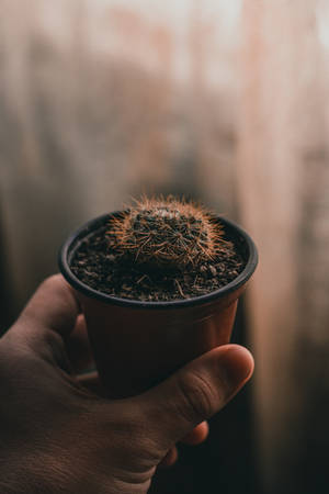 A Woman Caring For A Baby Cactus Wallpaper