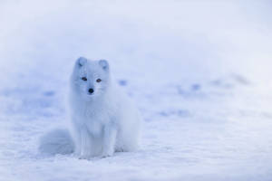 A Young Arctic Fox Enjoys The Sunshine Wallpaper